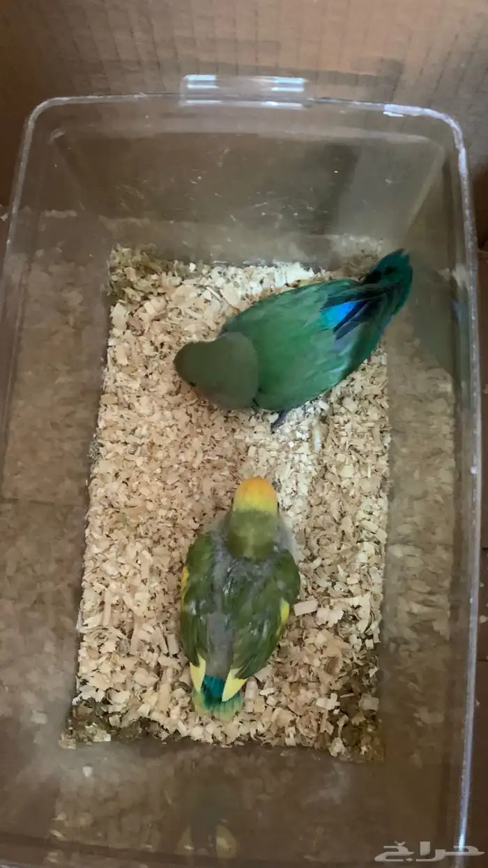 فروخ روز للبيع 0