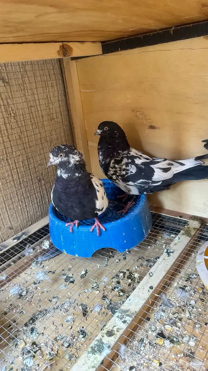 حمام باكستاني رام 0