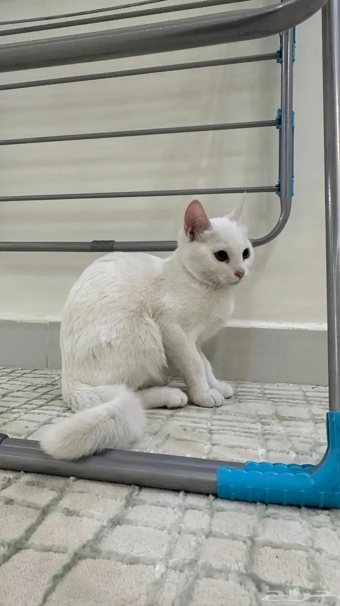 للبيع قطط شيرازي 3