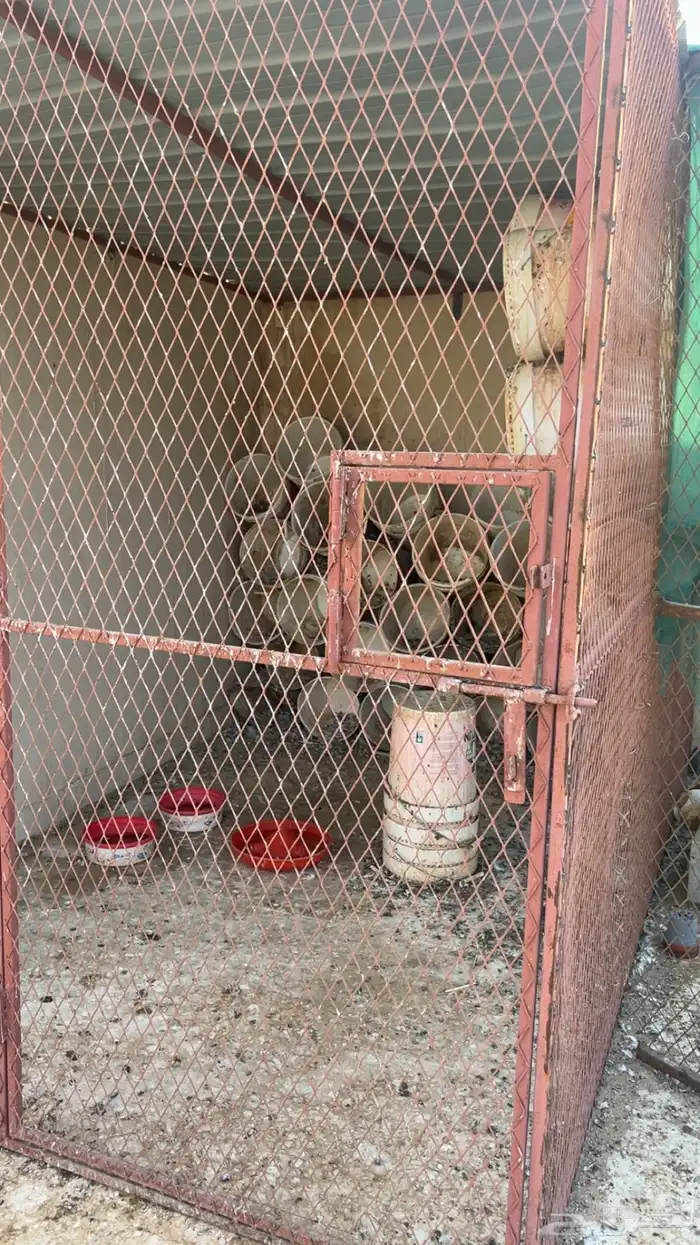 عشه حمام كامله مع سطول 3