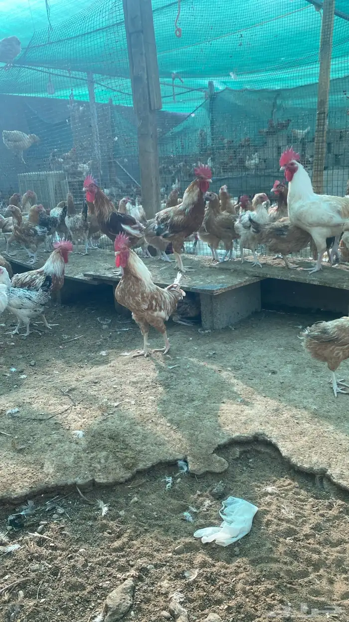 chickens 1500 pieces 7