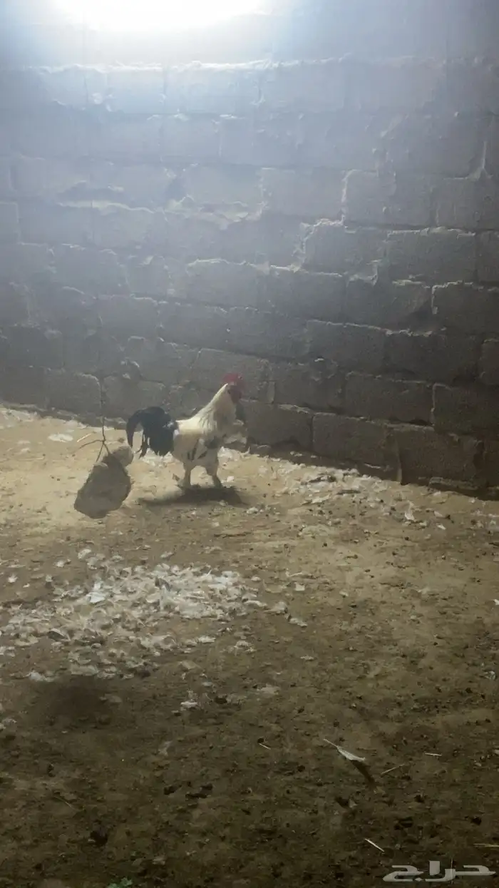 دجاج براهمه 3