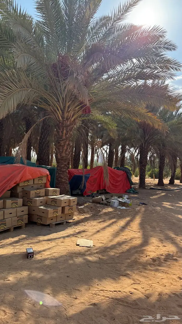 تمر برني عادي الحجر 1