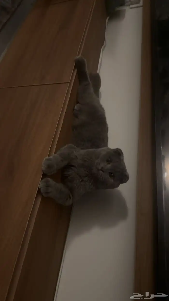 للبيع قطتين كبلز لون بلو سكوتش فولد وسكوتش ستريت 2