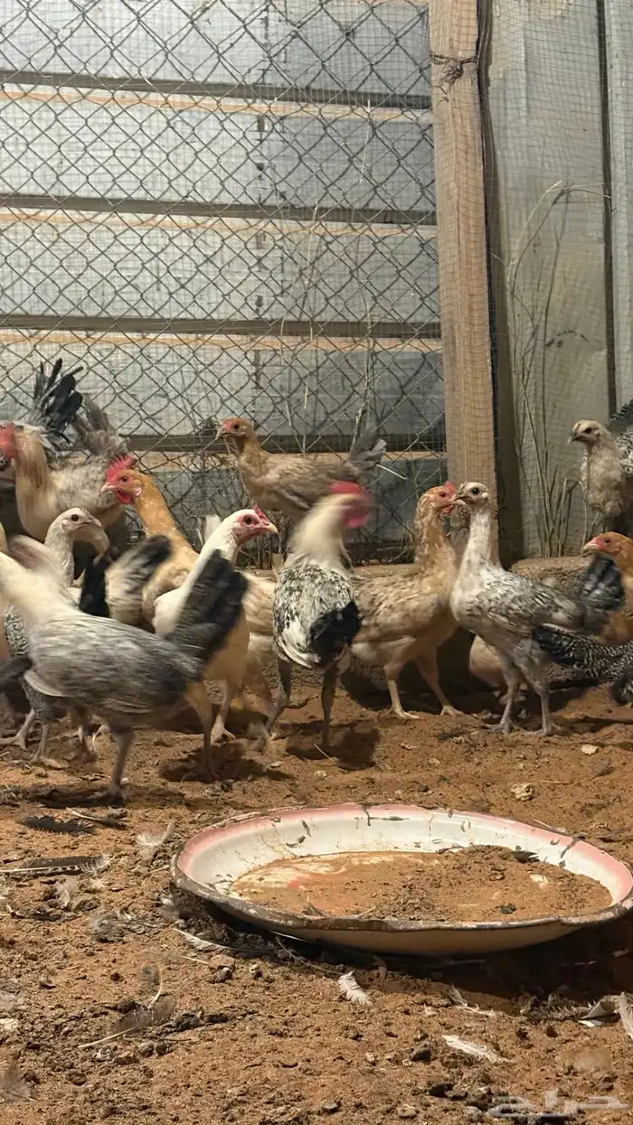 دجاج للبيع 3