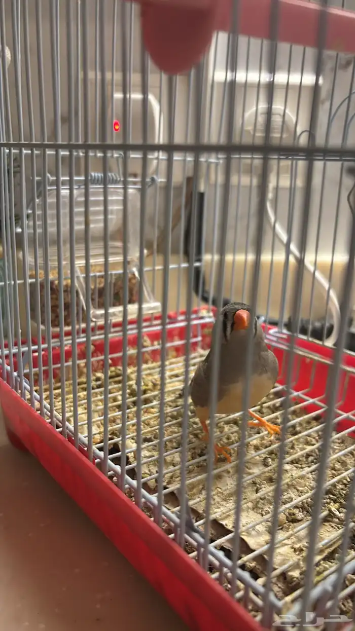 عصفور زيبرا للبيع مع القفص والأكل 0