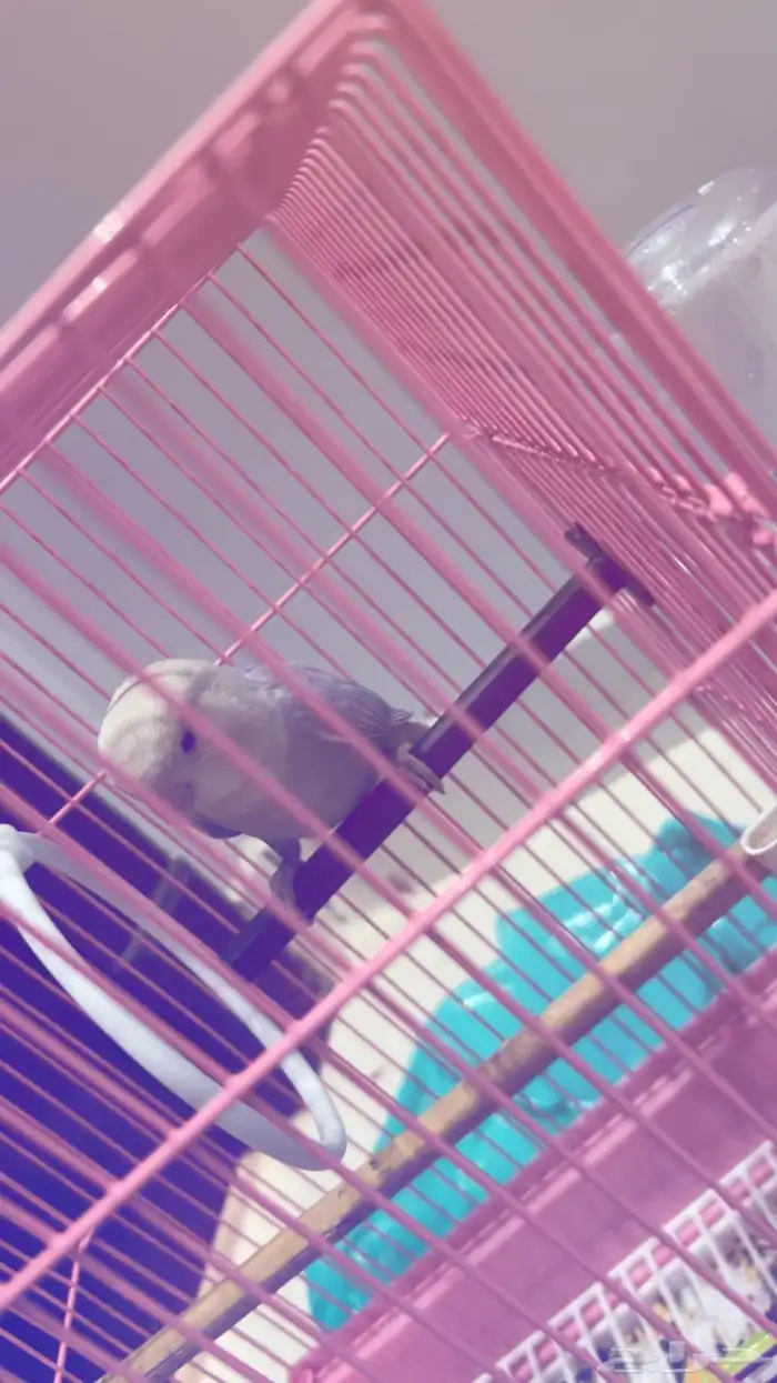 عصفور روز مربي اسمه كوكي عمره سنه 0