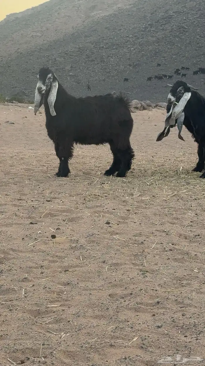 تيوس عوارض _مشاريع فحول 5