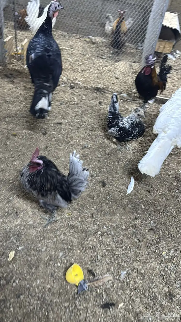 دجاج كويتي حباحب مشكل 66