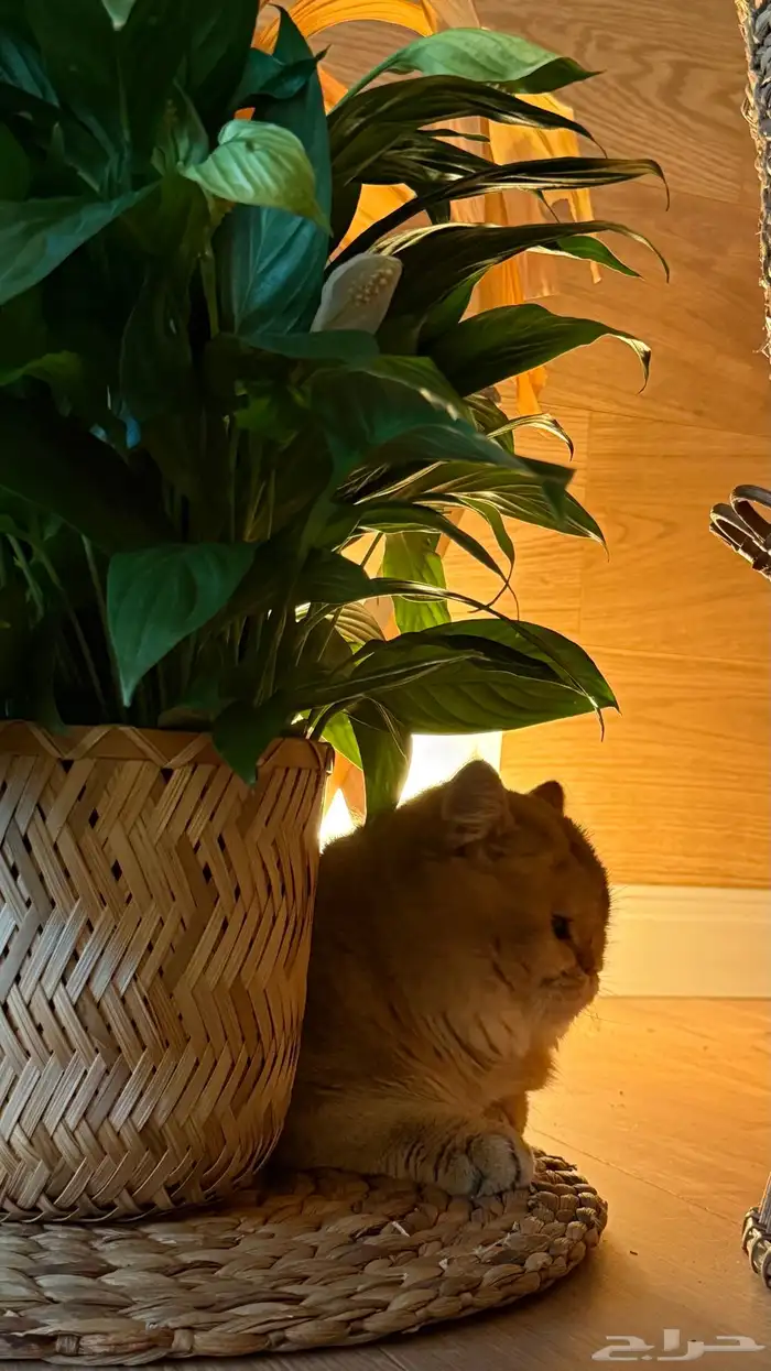 قط بريطاني بيور 3