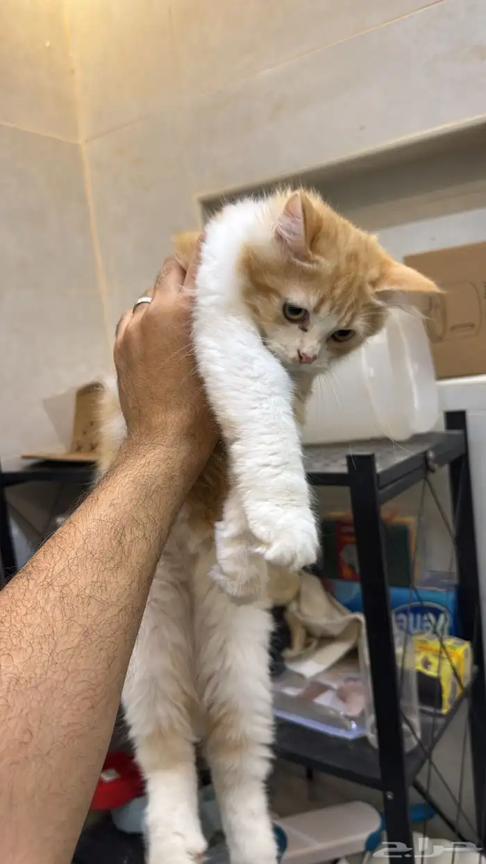 قطط هملايا 5