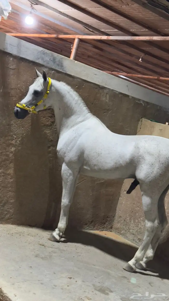 حصان حفيد غزال 0