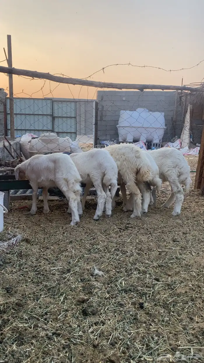 خروف وربع رخال حري 0