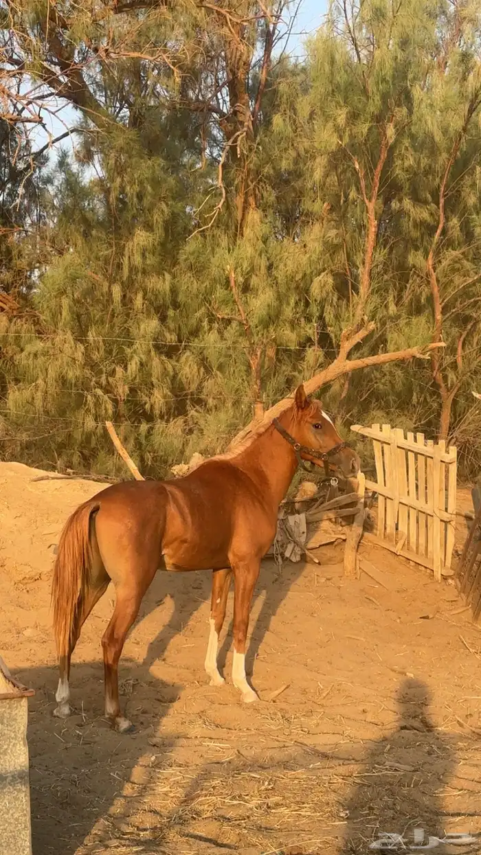 مهر شعبي الأب واهو 2