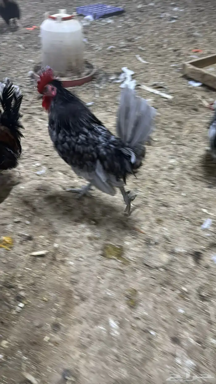 دجاج كويتي حباحب مشكل 92