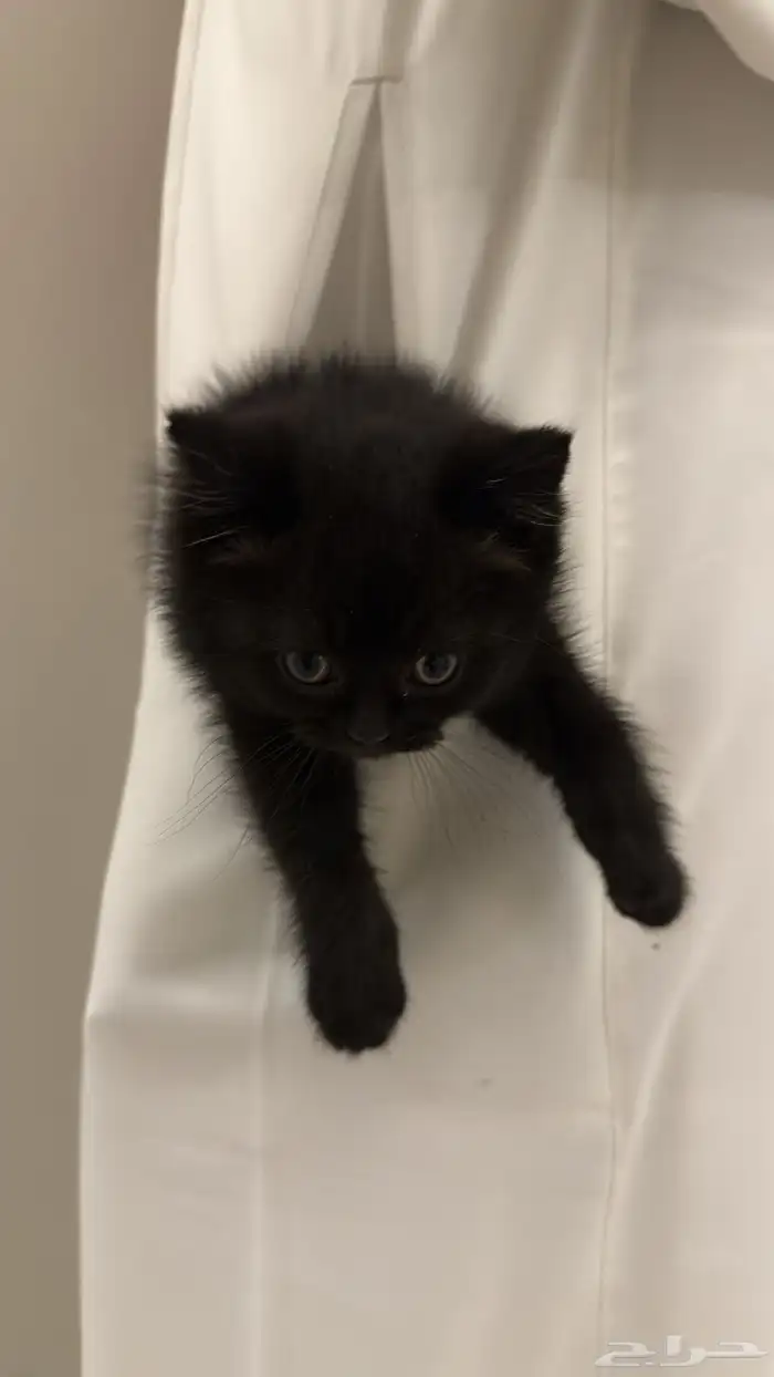 سكوتش شورت هير 7