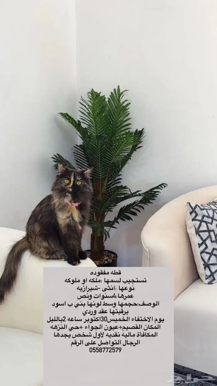 إعلان عن قطوه مفقوده 0