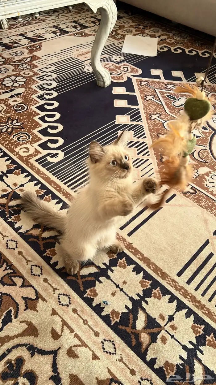 بسه هملايا للبيع 0