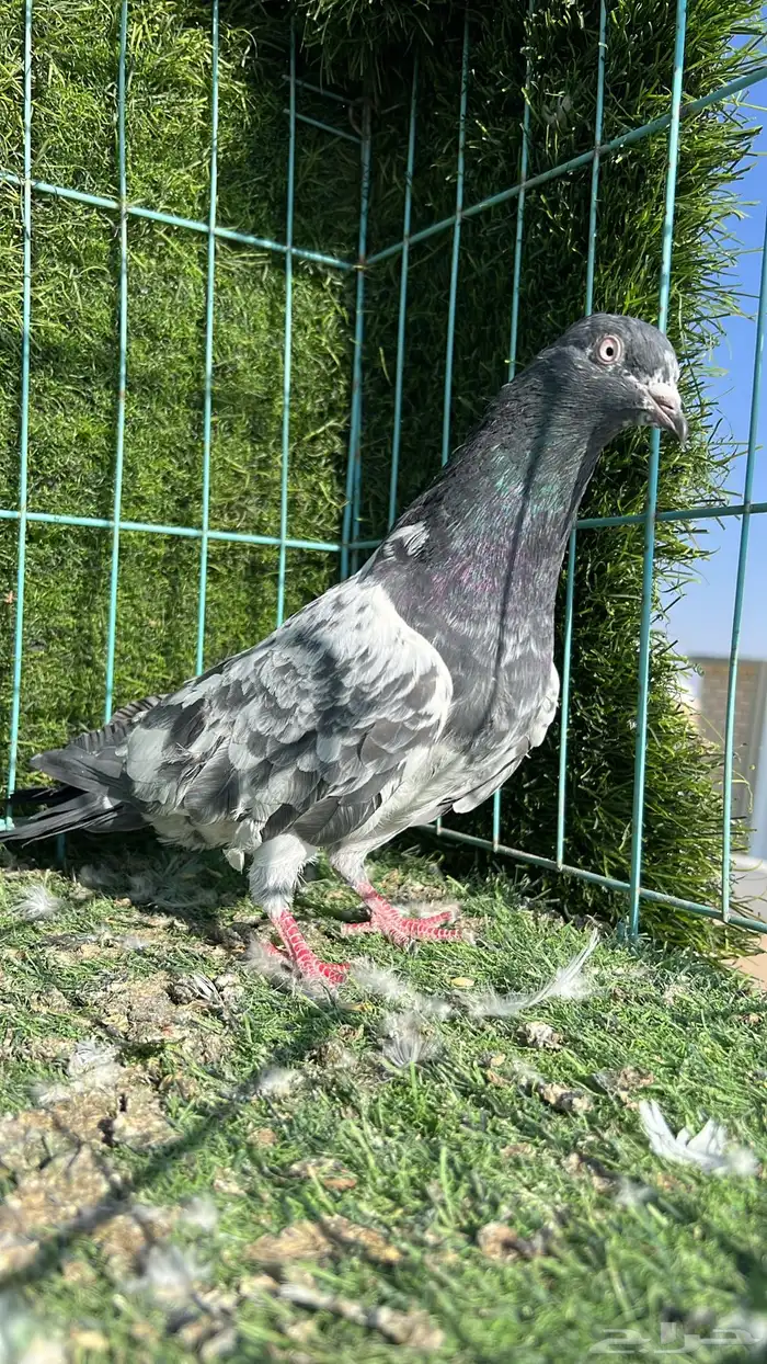 حمام باكستاني ذكر 5