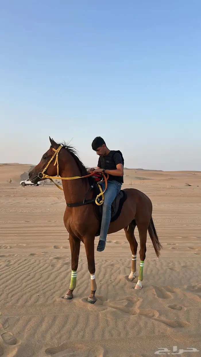 حصان سرعه للبيع 3