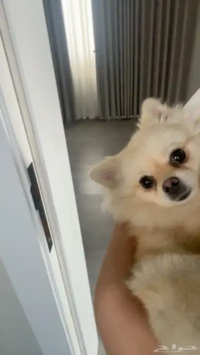 كلب بومرينيان انثى للبيع index