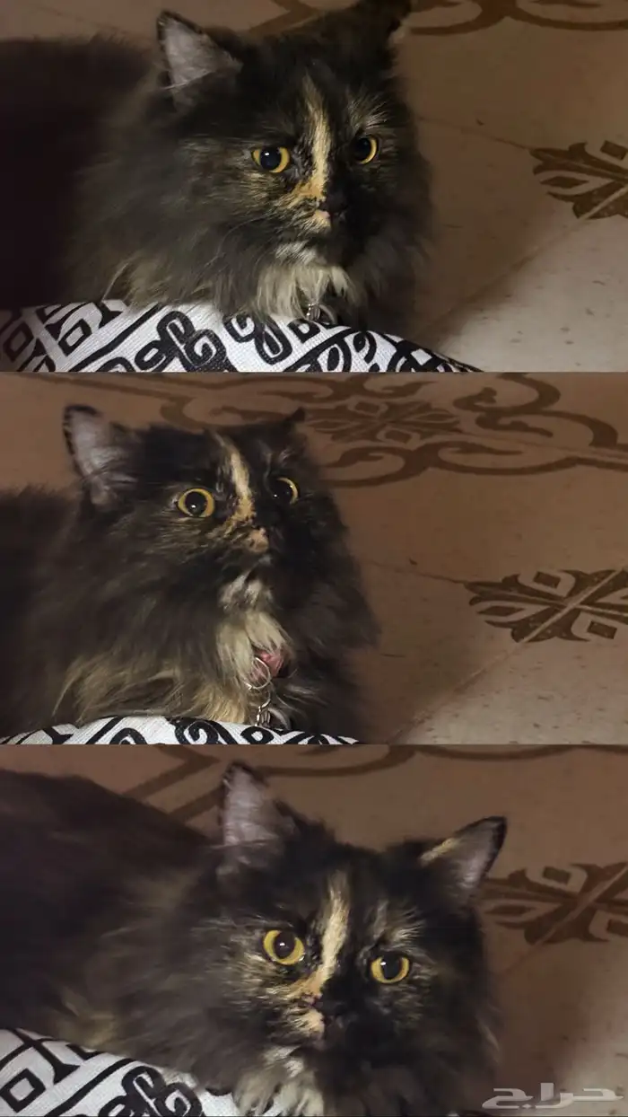 إعلان عن قطوه مفقوده 1