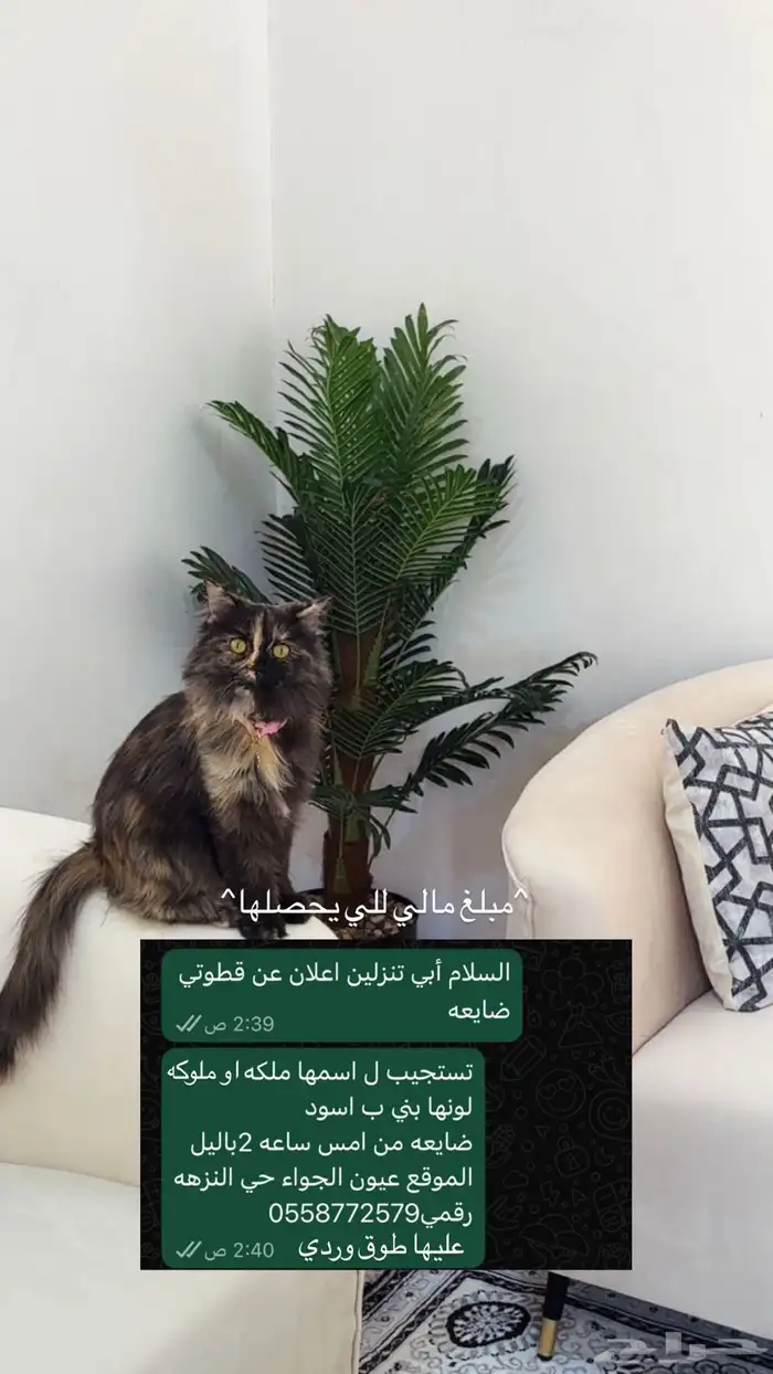 قطوهه ضايعه 0