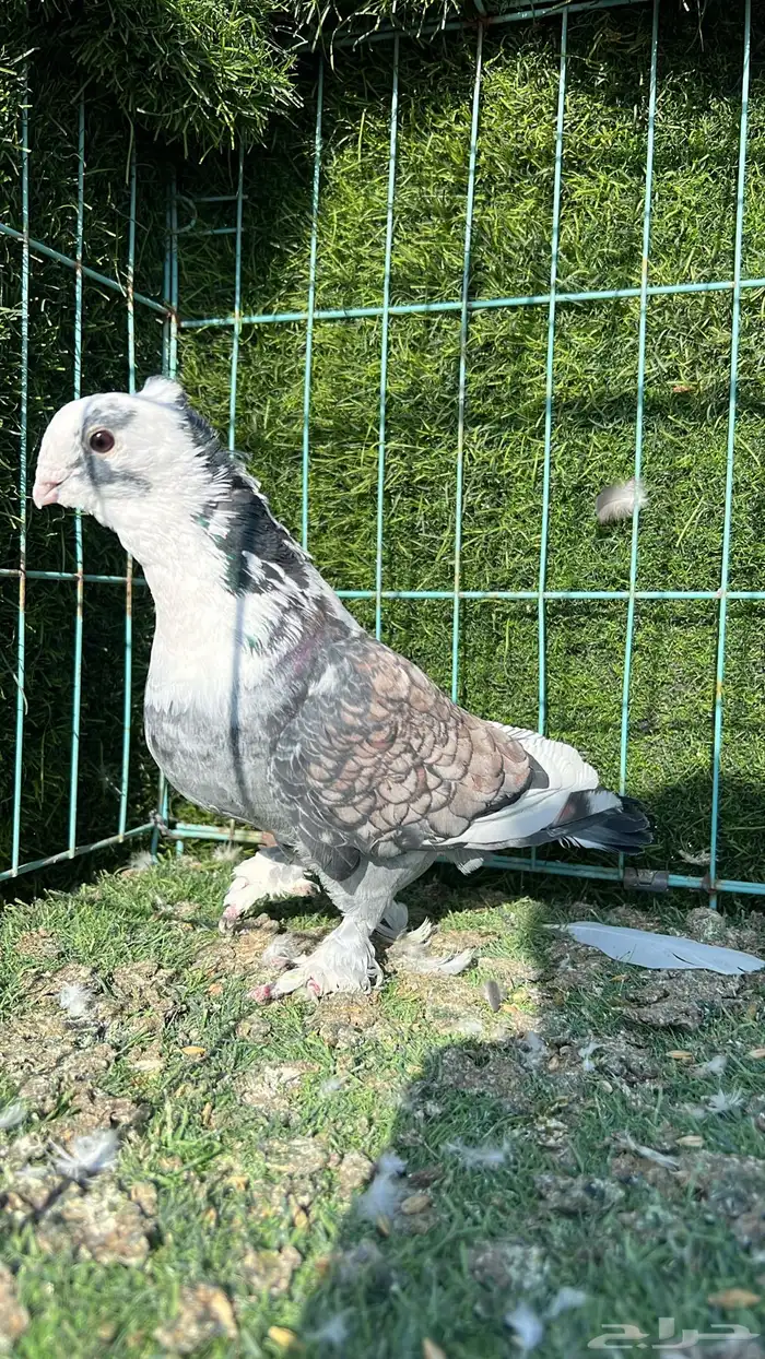 زوج حب رمان 3