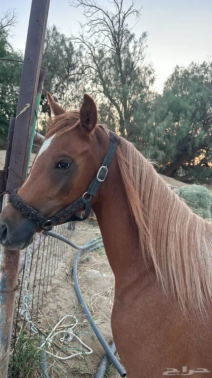 مهر شعبي الأب واهو 0