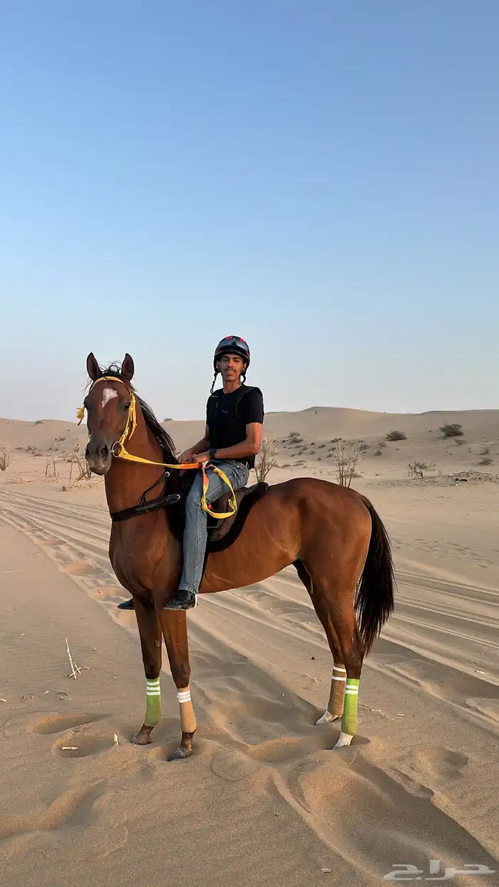 حصان سرعه للبيع 0