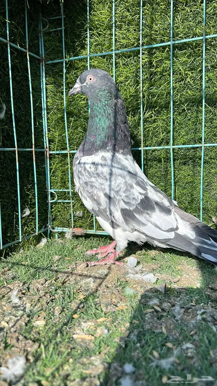 حمام باكستاني ذكر 1