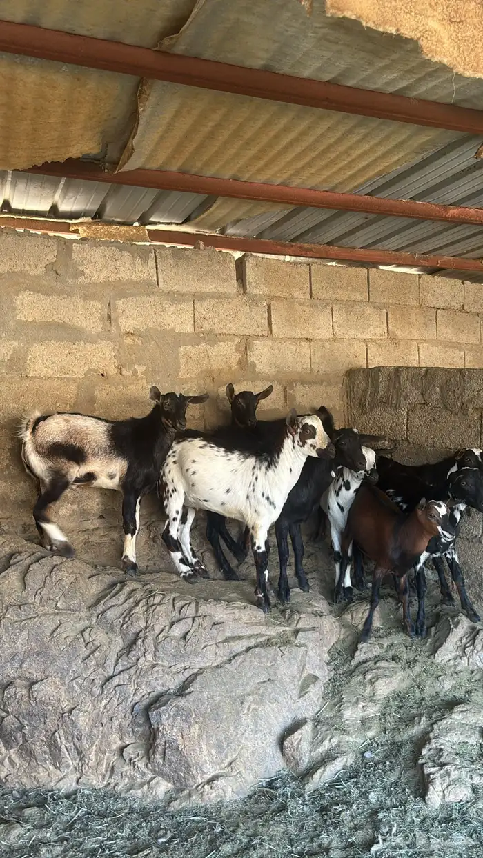 بهم للبيع العدد 8 0