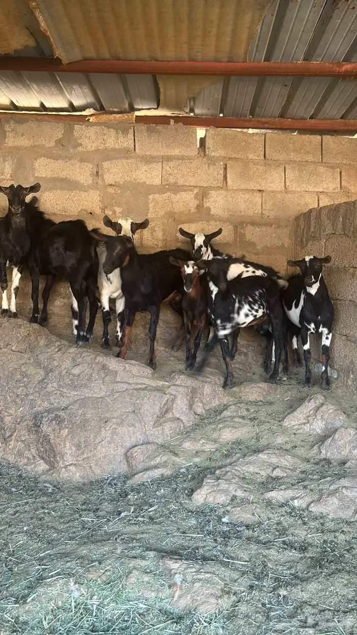 بهم للبيع العدد 8 1