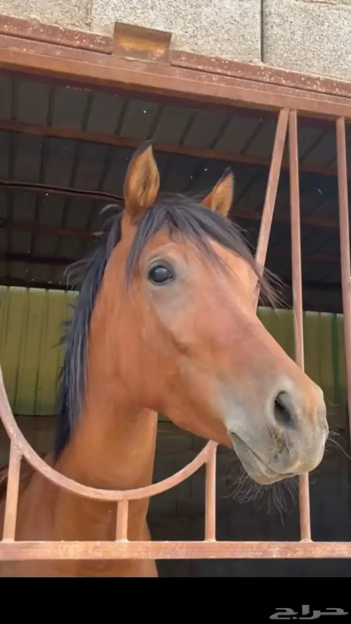 خيل والبيع عجل 0