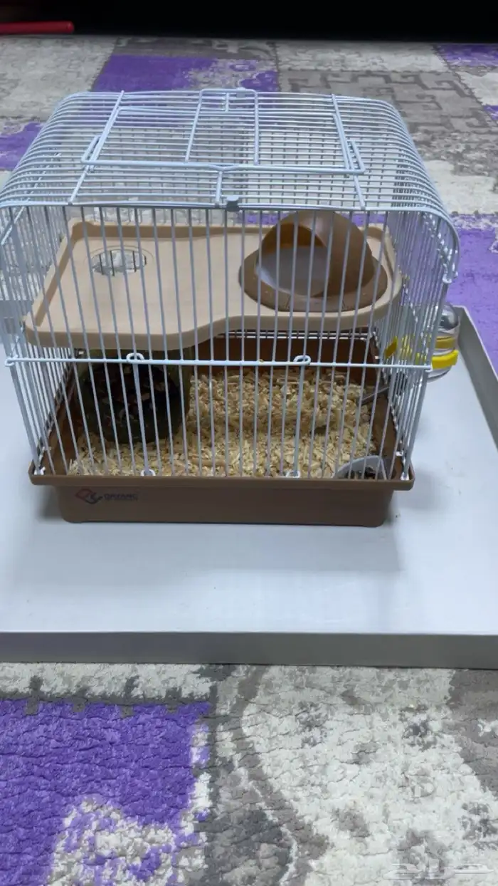 سنجاب طائر 1