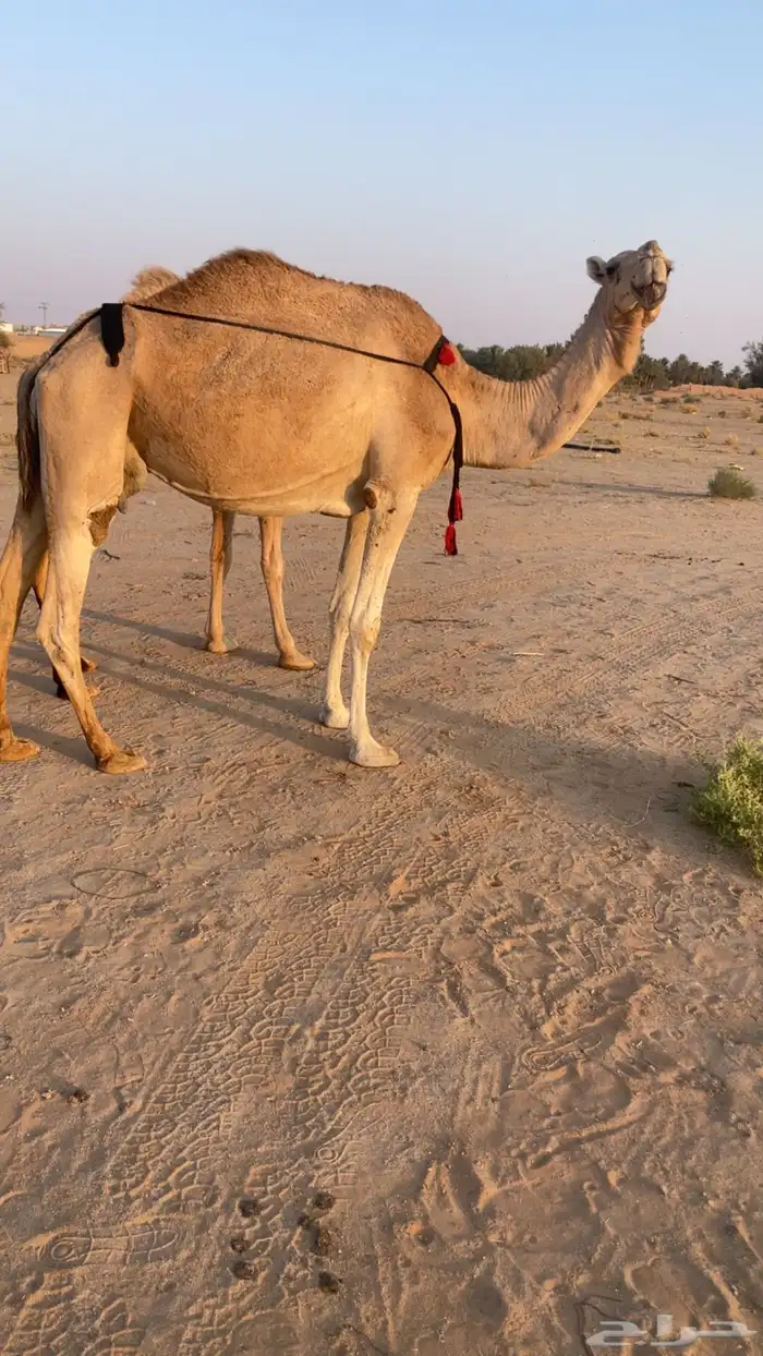 منيحة عشراء حمراء تحتها بكر 0