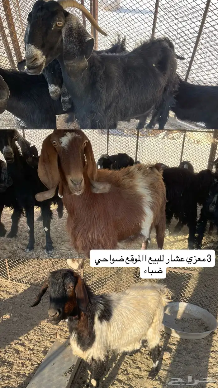 للبيع معزي عشار 0