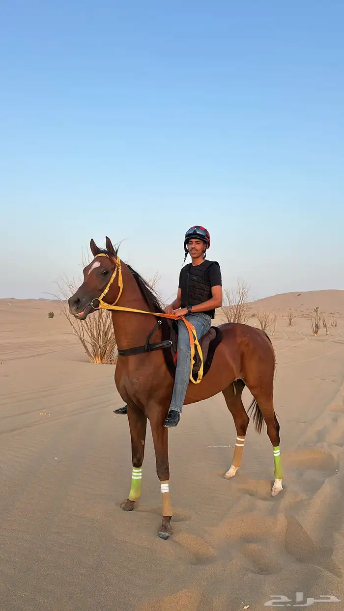 حصان سرعه للبيع 1