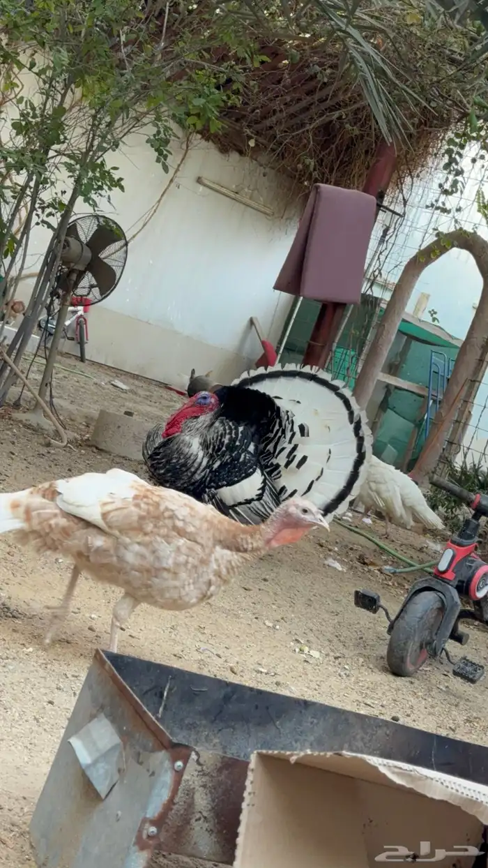 دجاج رومي فراشة 6