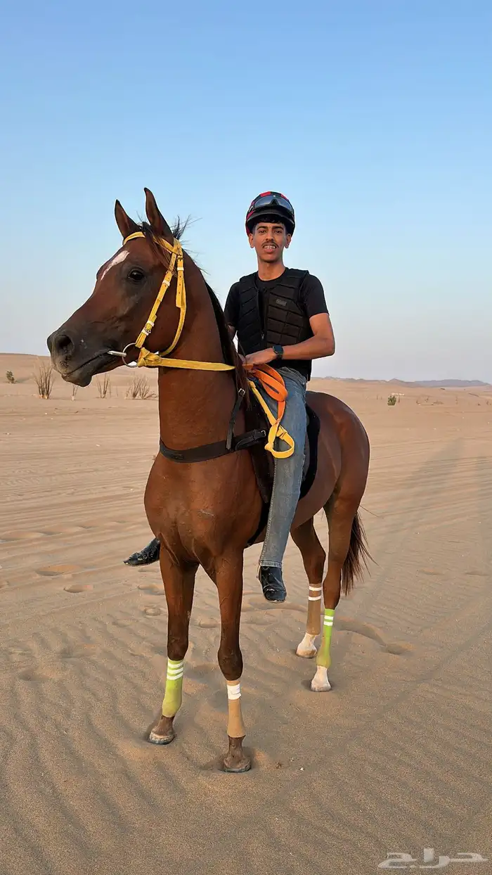 حصان سرعه للبيع 2