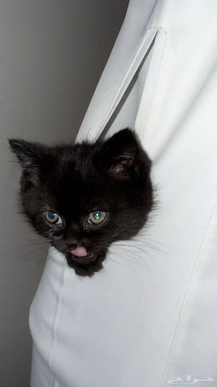 سكوتش شورت هير 6