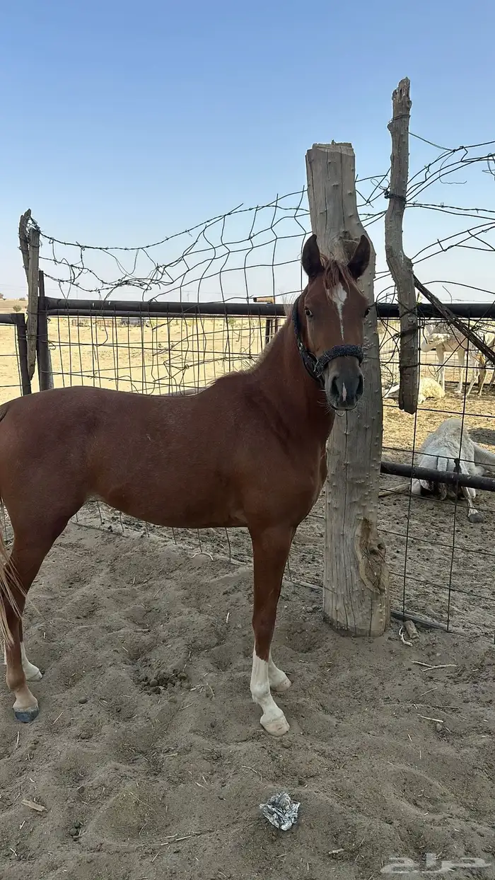 مهر شعبي الأب واهو 1