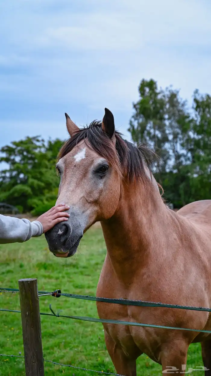 كاميرا نيكون للبيع 7