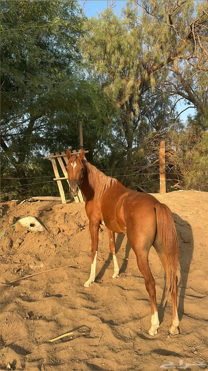 مهر شعبي الأب واهو 3