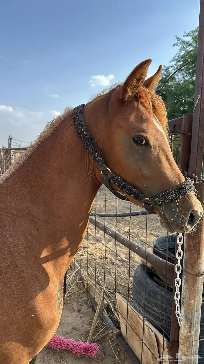 مهر شعبي الأب واهو 4