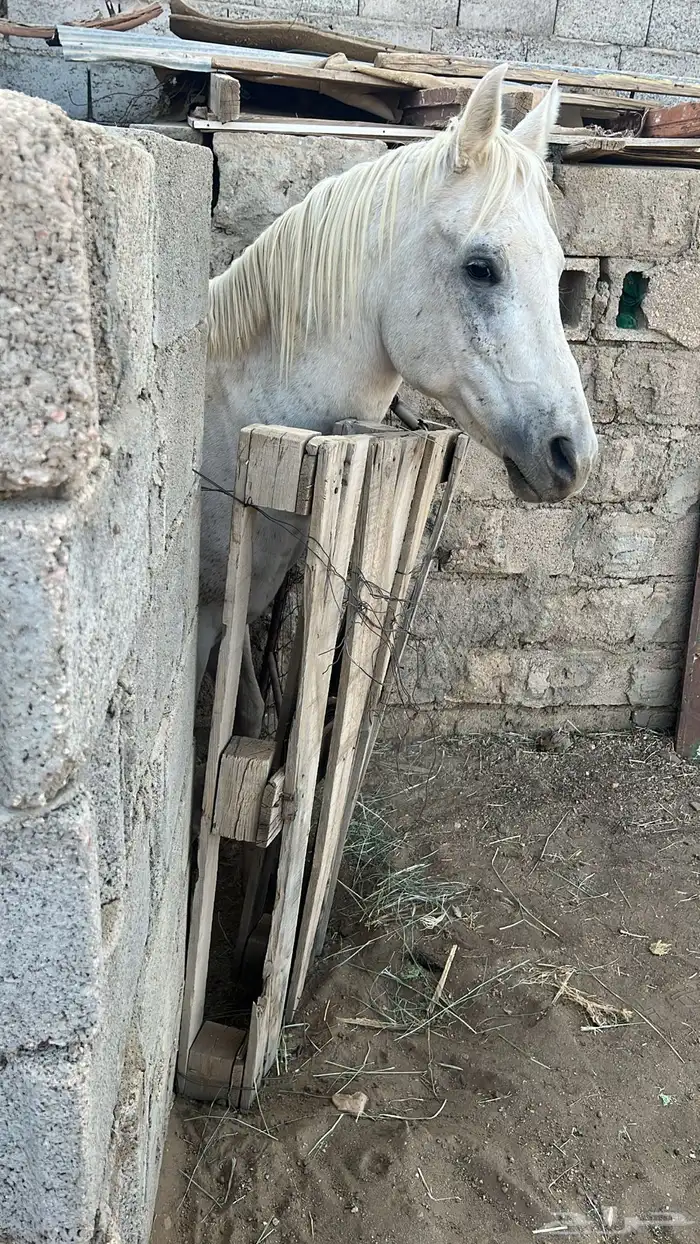 حصان شعبي كفو كفو الاسم   غيث 0