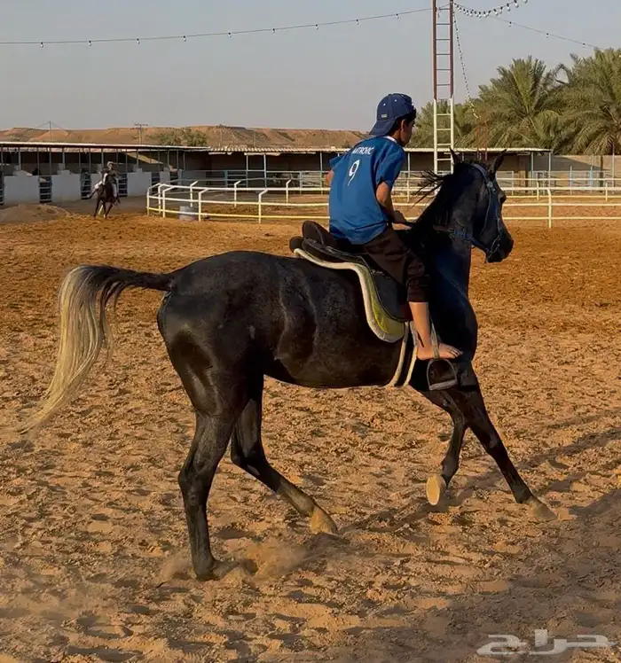 فرس شعبية هادية مهر ( تم البيع ) 3