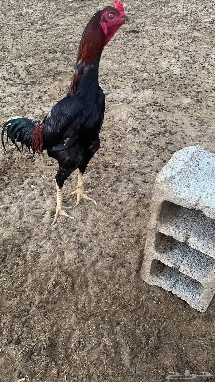 دجاج باكستاني 3 اناث 2 ذكور 1