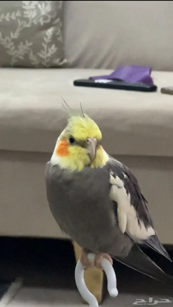 كروان مفقود 0