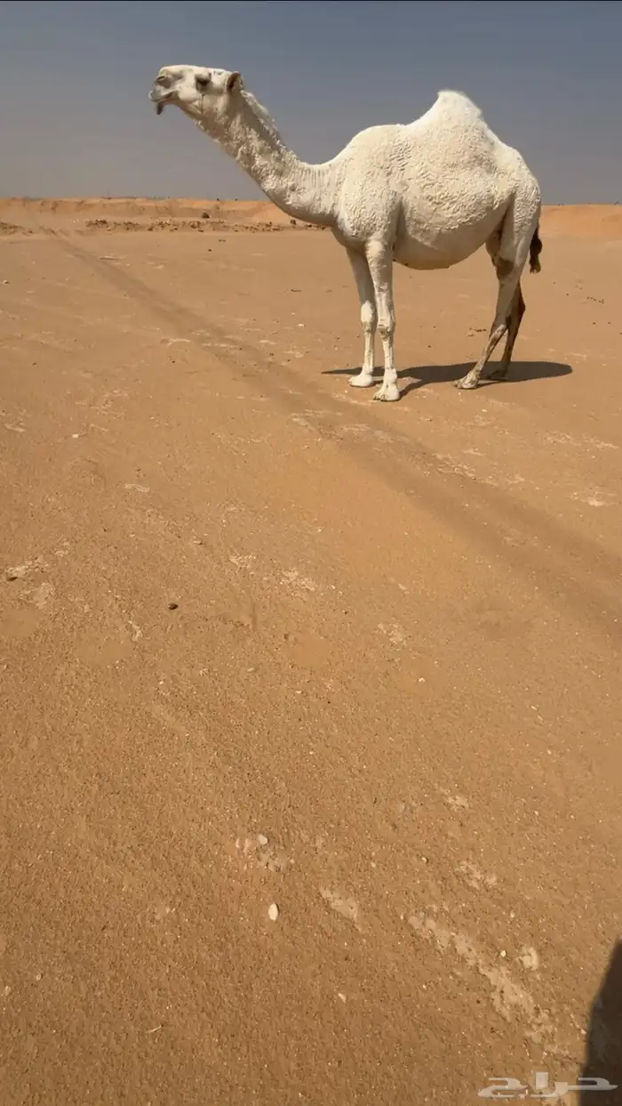 لقحه بكر كفو لقحه على عليان 0